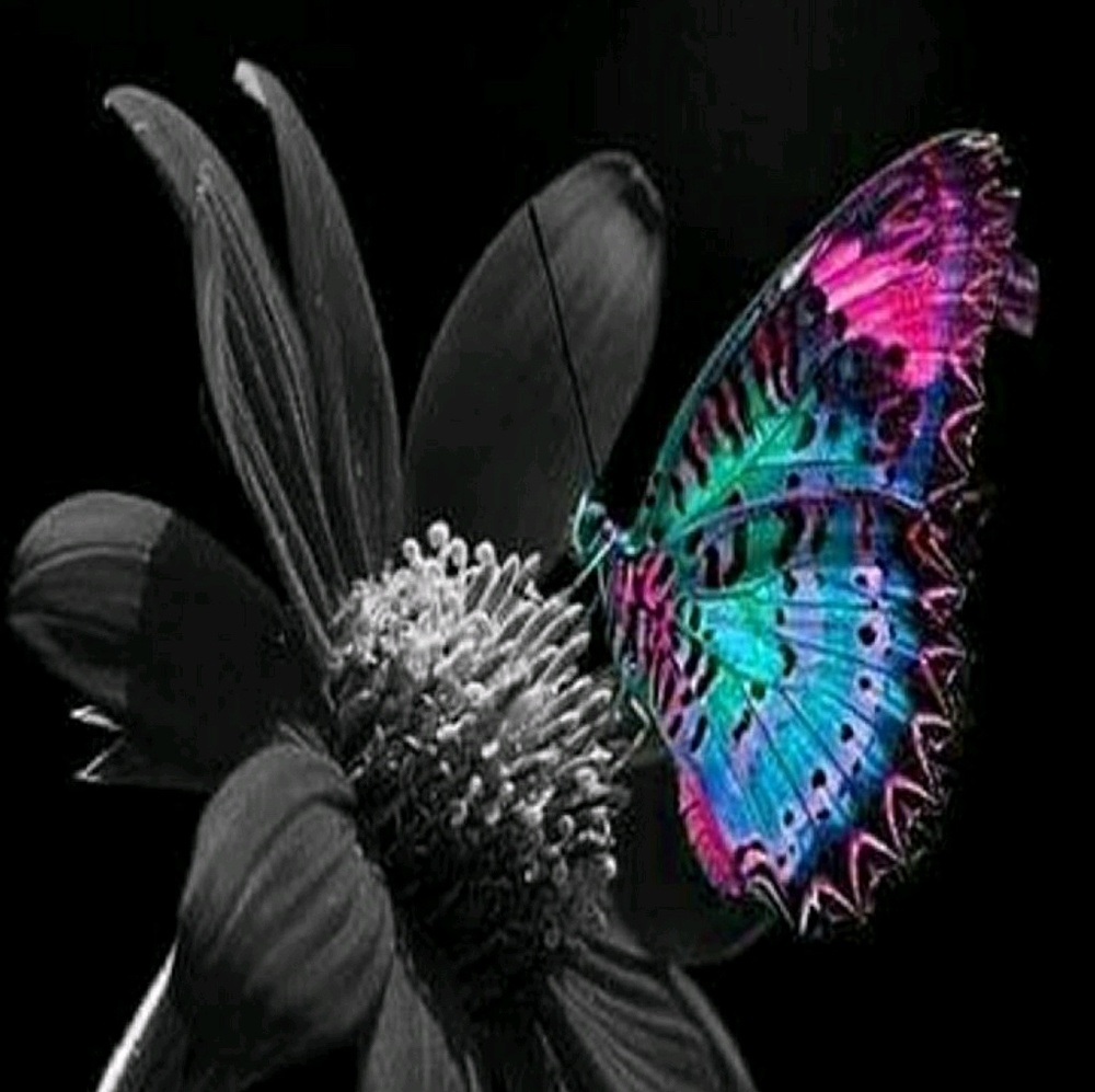 Meet your Posher, Shelley